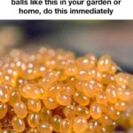 20 Top Pet Hacks Every Pet Owner Should Know