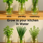 How to Grow Cilantro at Home Without Soil: A Detailed Guide Using One Easy Method