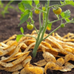 1. Why Grow Celery at Home?
