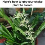 The Natural Drink That Clears Phlegm, Soothes Dry Cough, and Eases Sinusitis, Bronchitis, and Sore Throat