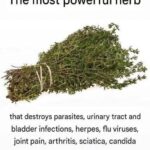 You Should Never Plant Peppers Without This! The Secret Power of Burying a Banana Peel Before Planting Peppers