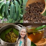 How to Make Mango Leaf Tea with Cloves: The Ultimate Comprehensive Guide to a Healing Herbal Brew