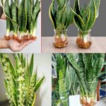 How to Whiten Teeth at Home Using Garlic: A Comprehensive Guide to Natural Teeth Whitening