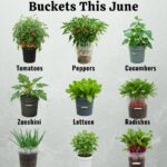 Want Big Garlic Bulbs at Home? Try This Super Easy Growing Method That Anyone Can Do