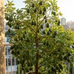 Pine Needles: Nature’s Treasure for a Sustainable and Thriving Garden