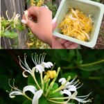 Never Throw Away Your Banana Peels Again! Put Them in a Bottle and Let the Magic Happen!