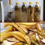 Japanese Honeysuckle (Lonicera japonica): The Stunning Plant in Your Yard with Secret Health Powers and Homemade Uses