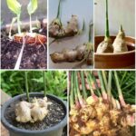Revive Your Rootless Orchid in Just 10 Days—With Only Rice Water!