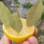 Creating a Stunning Bougainvillea Bonsai: Step-by-Step Guide