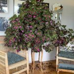 18 Best Places to Keep a Peace Lily Plant in the House for Thriving Growth and Elegant Decor