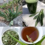 How to Make Avocado Oil at Home: A Complete Step-by-Step Guide