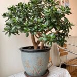 Sprinkle 1 Teaspoon! How Orchids Suddenly Grow 1001 Roots and Bloom Abundantly: The Ultimate Guide to Orchid Root Growth and Flowering
