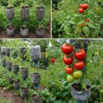 10 Effective Ways to Prevent Your Chickens from Eating Their Own Eggs: The Ultimate Guide for Every Poultry Keeper