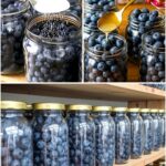 Growing Robust Pepper Seedlings: A Complete Guide to Root Development and Early Plant Health