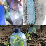 How to Multiply Hydrangeas in a Few Simple Steps