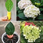 Best Indoor Plants To Grow In Water: The Ultimate Guide for a Thriving Green Home