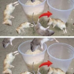 🌿The (Sadly Secret) Trick with 3 Leaves in the Wiping Water💥(AMAZING Trick You Need to Know!)