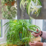 Clean Your Glass Stovetop in Minutes with Only 2 Ingredients