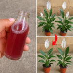 Doctor Warns That Eating Mango Daily Causes…