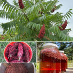 🧼 My Nana’s Effortless Trick to Make Stainless Steel Sinks Shine Like New in 2 Minutes