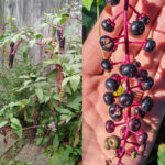 Overview: Why Post‑Bloom Care Matters