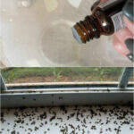 How to Preserve Meat and Rice in Jars: A Delicious Homemade Canned Meal That Lasts for Months