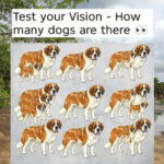 THE TURTLE OR THE CAMEL: WHAT FIRST IMPRESSIONS REALLY REVEAL ABOUT HOW THE BRAIN PERCEIVES, DECIDES, AND CREATES MEANING