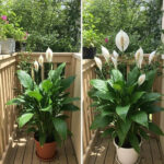 MANY PEOPLE STILL THINK THESE TWO BUTTONS ARE JUST FOR FLUSHING — THE REAL PURPOSE BEHIND THEM REVEALS A HIDDEN SYSTEM OF DESIGN, SAVINGS, AND DAILY HABITS MOST PEOPLE NEVER NOTICE