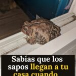 🌿 Ginger: Ancient Remedy, Modern Favorite — and When You Should Be Careful