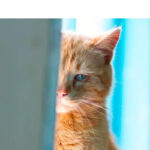 🥩 Should You Wash Minced Beef Before Cooking It?