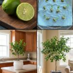 Grilled Chicken & Broccoli Bowls with Creamy Garlic Sauce: A Complete Guide to a Flavorful, Balanced, and Nourishing Meal