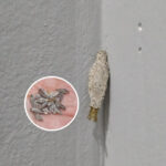 (i insist FOR U TO WRITE A LONG ARTICLE more than 3000 words