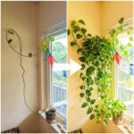 Grow a Snake Plant in a Spiral Shape: 5 Tricks to Turn a Simple Houseplant into a Living Sculpture
