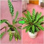 Transform Your Porch into a Magical Retreat: The Ultimate Guide to Creating a DIY Floating Tea Light Pond