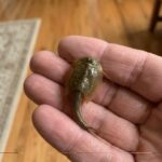 From Forgotten Furniture to Functional Art: How Mounting Old Drawer Fronts on Your Wall Can Transform Your Home, Your Creativity, and Your Mindset