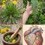 The Grandmother, the Hidden Objects, and the Timeless Remedies: A Deep Exploration of Family Roots, Memory, and the Power of Simple Traditions